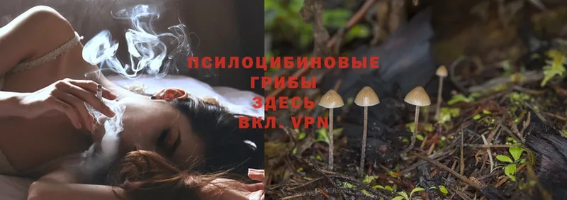 площадка как зайти  Весьегонск  Галлюциногенные грибы Cubensis 